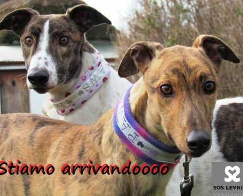arrivo_greyhound_lurcher