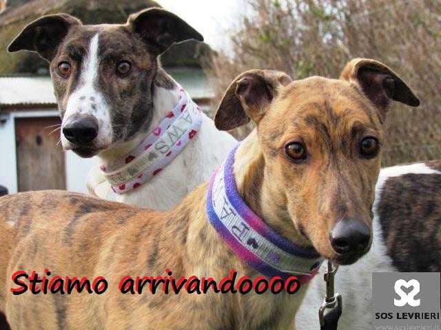 arrivo_greyhound_lurcher arrivo_greyhound_lurcher