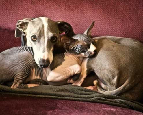 Greyhound e il gatto
