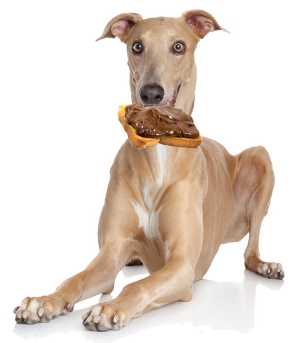 greyhound_cioccolato_00