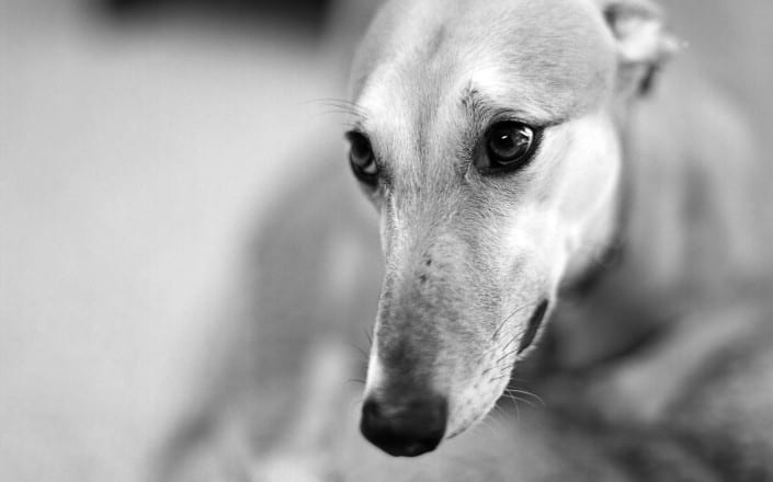 galgo_k