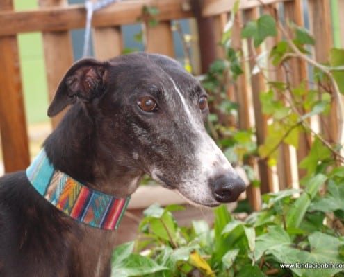 Akita - Galgo