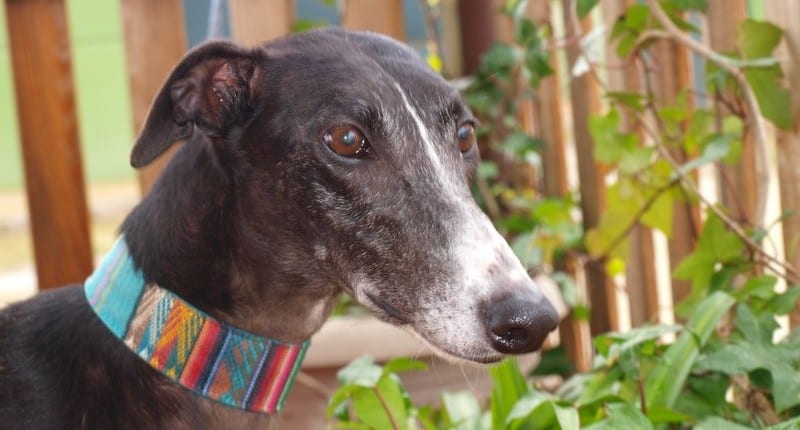 Akita - Galgo