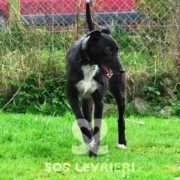 Alyn - Lurcher