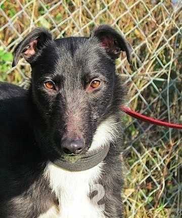 Alyn - Lurcher