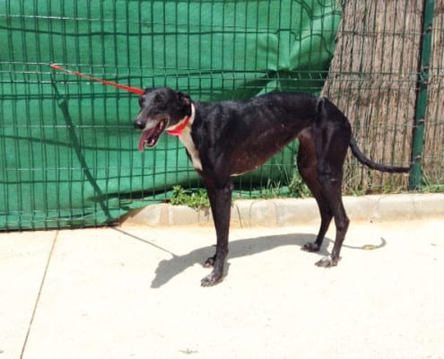 Ana - Galgo