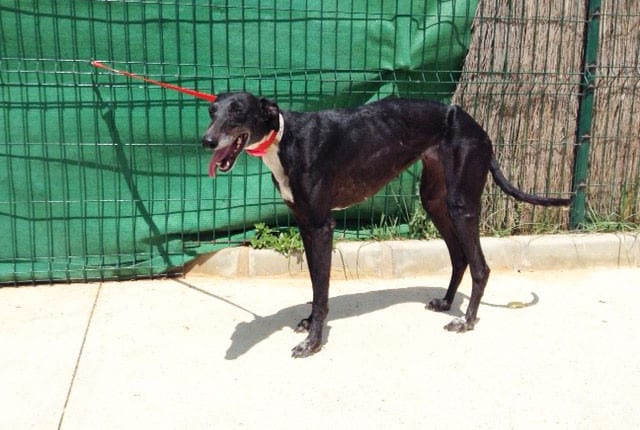 Ana - Galgo