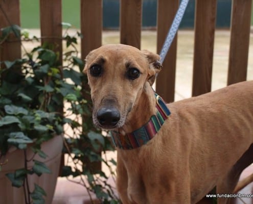 Arya - Galgo