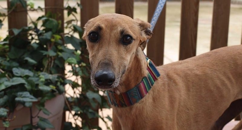 Arya - Galgo