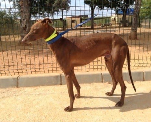 Bandolero - Galgo