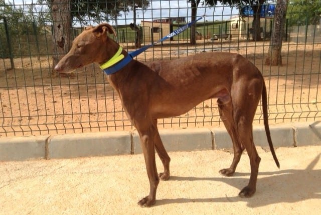 Bandolero - Galgo