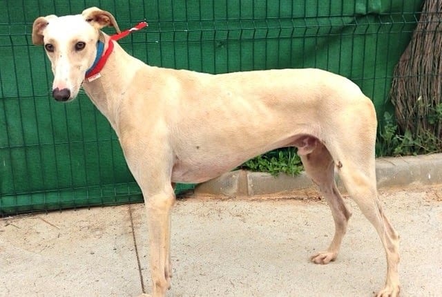 Beltran - Galgo
