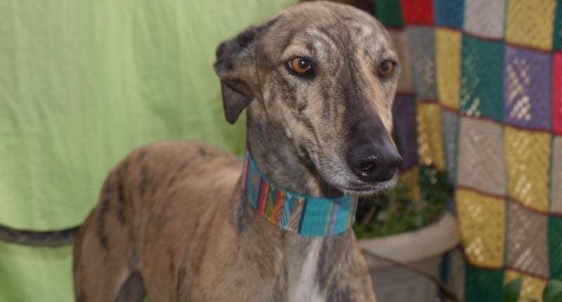 Biscuit - Galgo