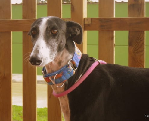 Brian - Galgo