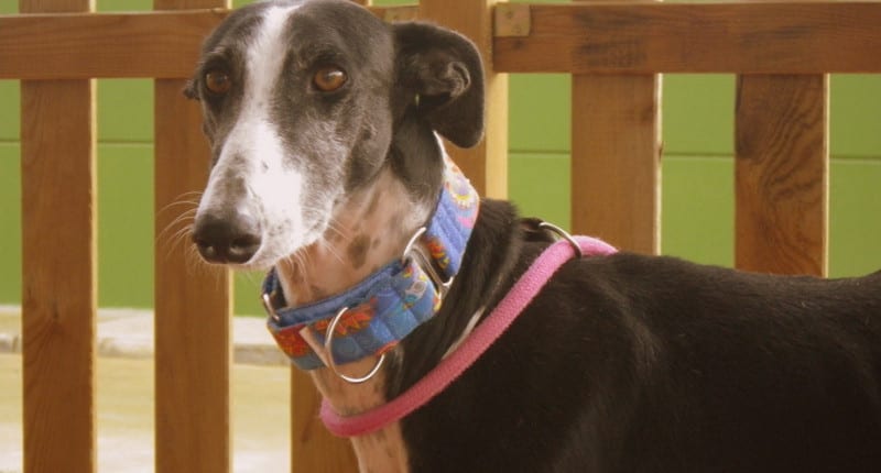 Brian - Galgo