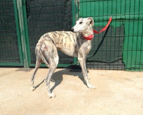 California - Galgo
