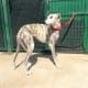 California - Galgo