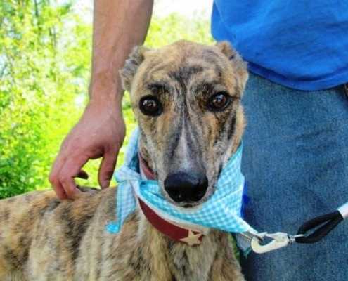Chris - Greyhound