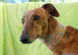 Donna - Galgo