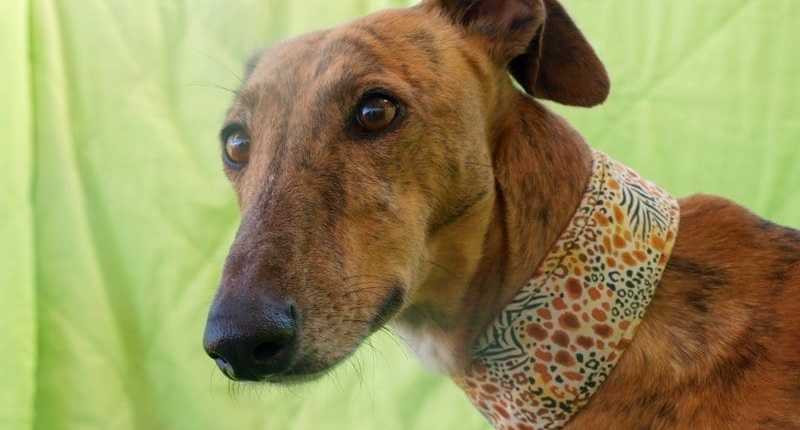 Donna - Galgo