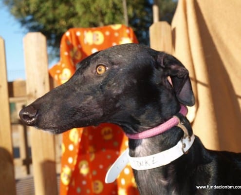 Duke - Galgo