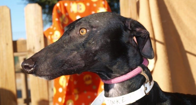 Duke - Galgo