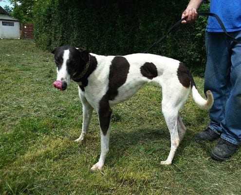 Eccles - Greyhound