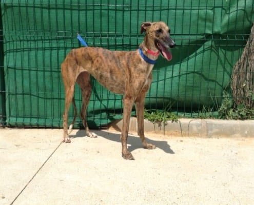 Eva - Galgo