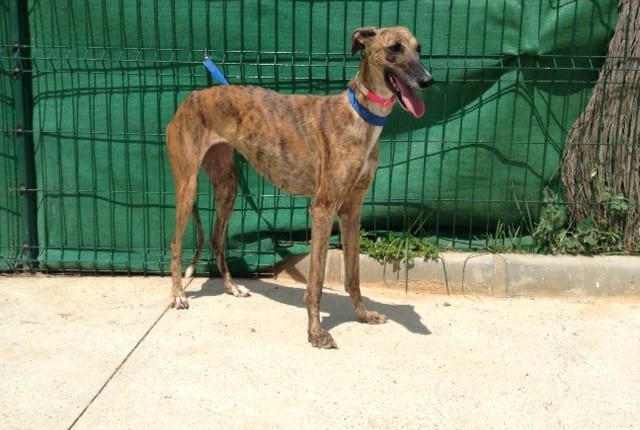 Eva - Galgo