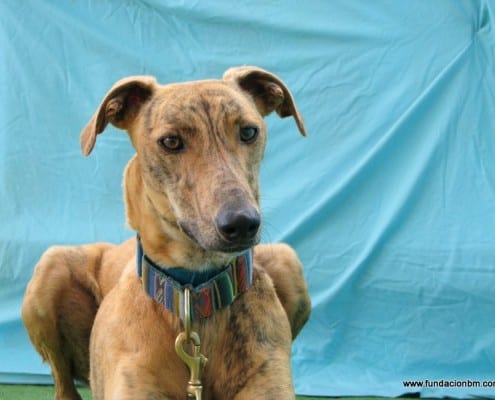Farola - Galgo