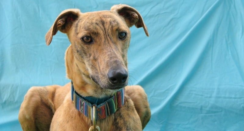 Farola - Galgo