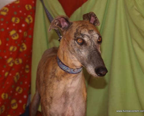 Fray - Galgo
