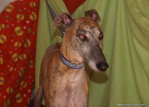 Fray - Galgo