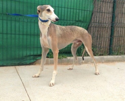 Gadafi - Galgo