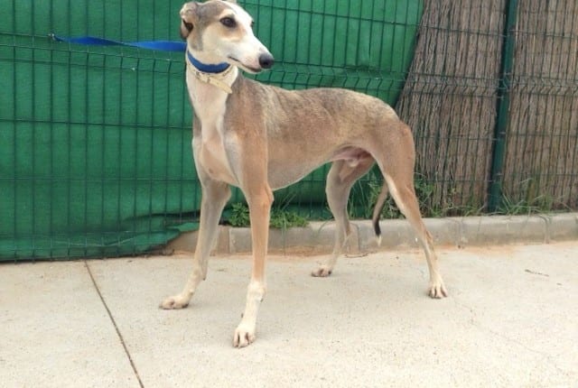 Gadafi - Galgo