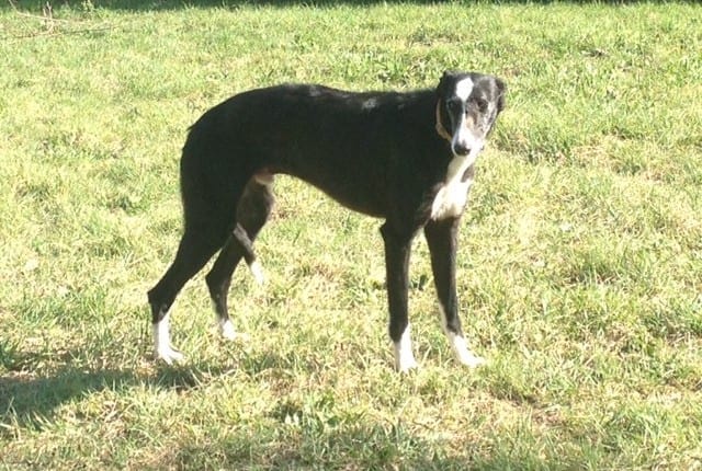 Gall - Galgo