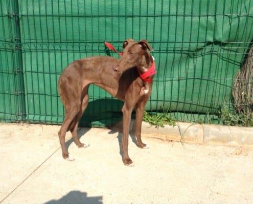 Gara - Galgo