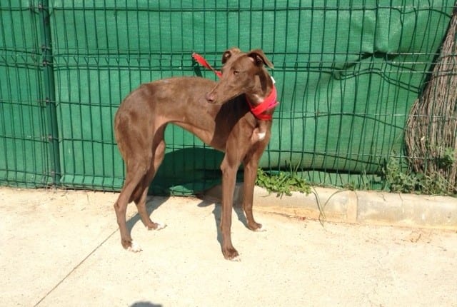 Gara - Galgo
