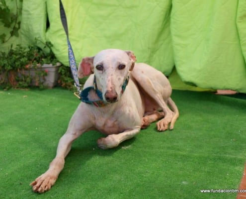 Gaviota - Galgo