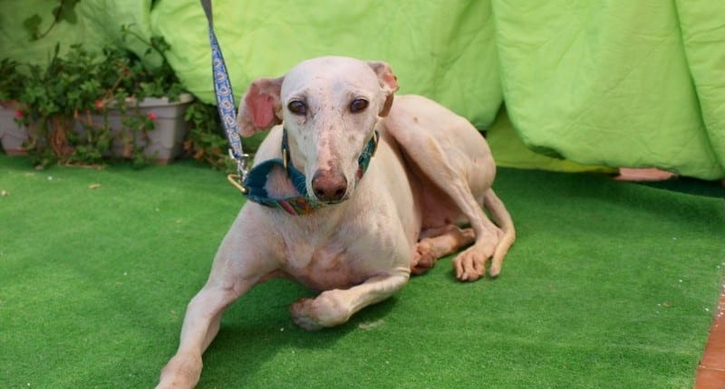 Gaviota - Galgo