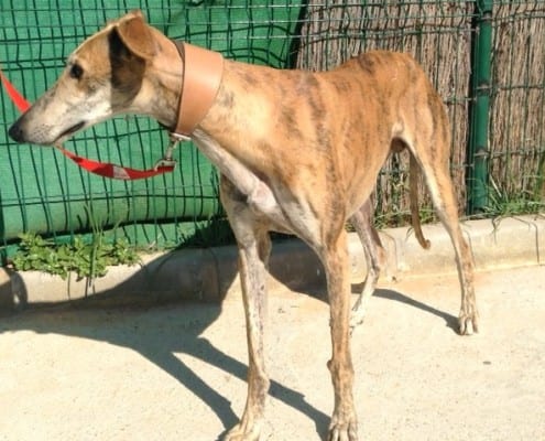 Giampy - Galgo
