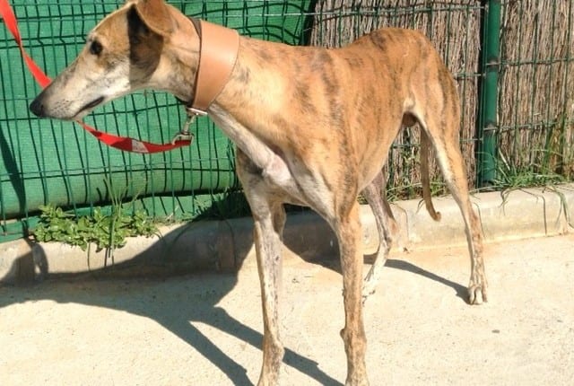 Giampy - Galgo