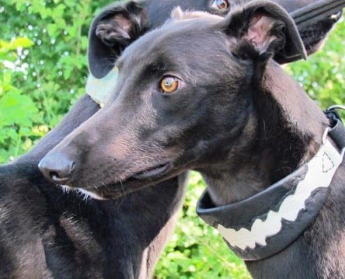 Jim - Greyhound