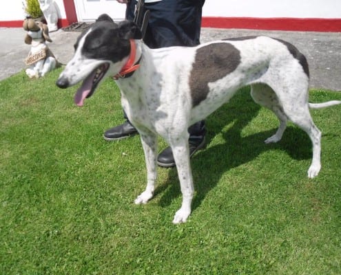 Kizzy - Greyhound