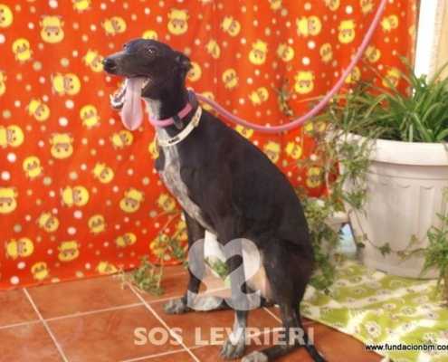 Lara - Galgo