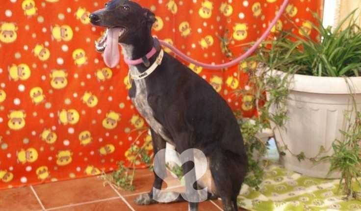 Lara - Galgo