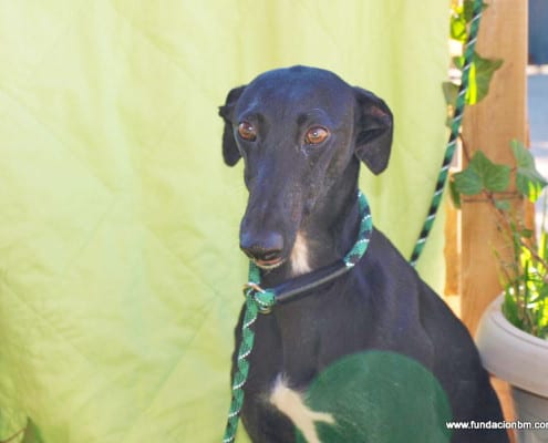 Libia - Galgo