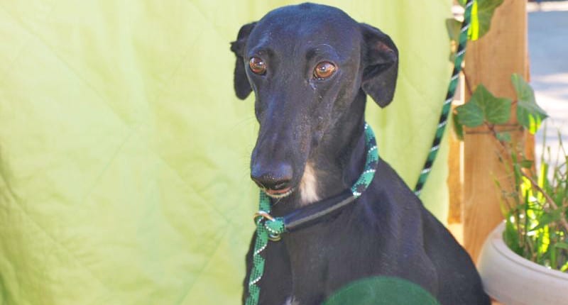 Libia - Galgo