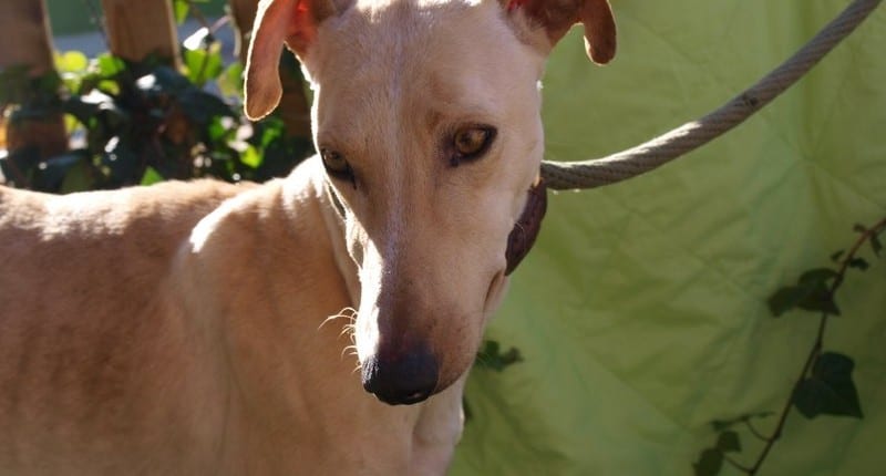 Mamen - Galgo