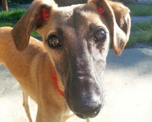 Mandy - Greyhound